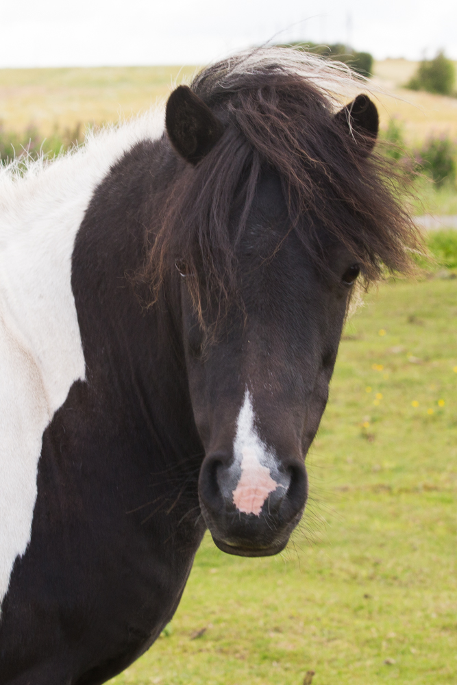 IMG 8508
